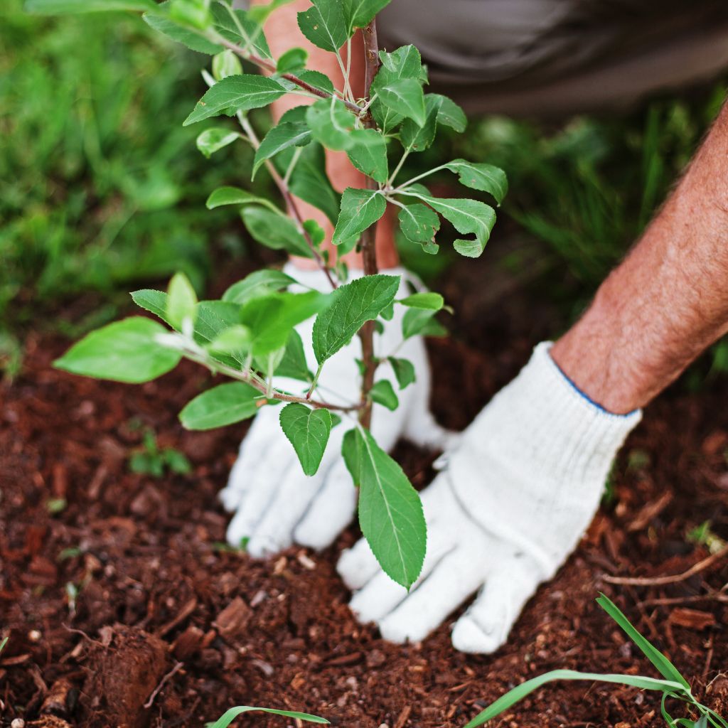 Garden Freshen Up